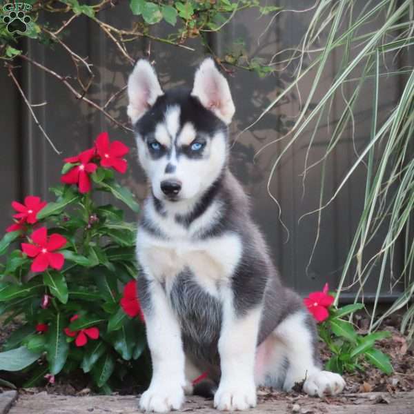 Bobby, Siberian Husky Puppy